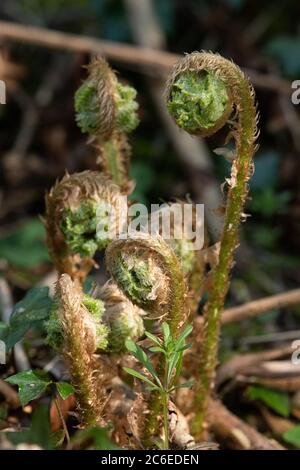 In einer Hecke wachsende Farne, Chipping, Preston, Lancashire, Großbritannien Stockfoto