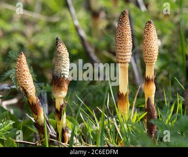 Giant Horsetail in frühen Wachstum in einem Heckenboden, Chipping, Preston, Lancashire, Großbritannien Stockfoto