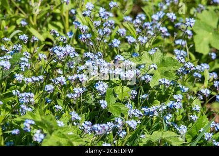 Wood Forget-Me-Not, Chipping, Preston, Lancashire, Großbritannien Stockfoto