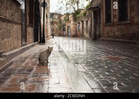 Türkische streunende Katze auf nassem Kopfsteinpflaster in der Altstadt von Antalya Stockfoto