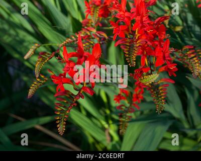 Crocosmia oder Monbretia blühende Pflanzen mit herrlichen lebhaften Orangenblüten Stockfoto