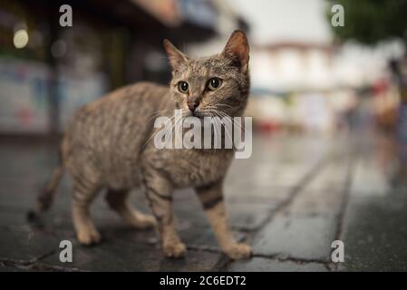 Türkische streunende Katze stehend in der Altstadt von Antalya, Türkei Stockfoto