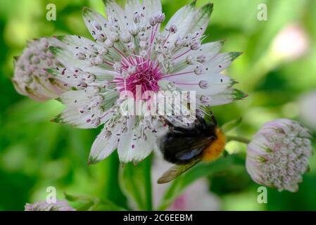 Cheshire, England, Astratia Major, Familie, Apliaceae, Gattung, Astratia, Klumpen Bilden, Blühende Pflanze, Schatten, Entomophilous, Mehrjährige. Stockfoto