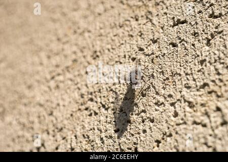 Fly sitzt an sonnigen Tagen auf einer Steinmauer Stockfoto
