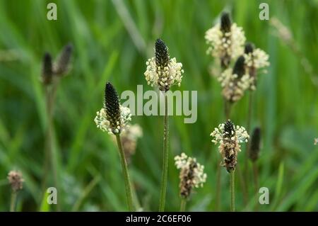 Spitzwegerich, Chipping, Preston, Lancashire, Großbritannien Stockfoto