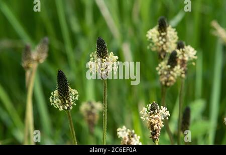 Spitzwegerich, Chipping, Preston, Lancashire, Großbritannien Stockfoto