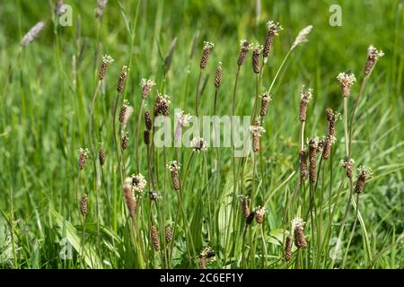 Spitzwegerich, Chipping, Preston, Lancashire, Großbritannien Stockfoto