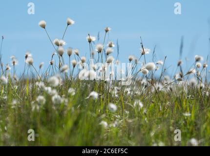 Baumwollgras, Chipping, Preston, Lancashire, Großbritannien Stockfoto