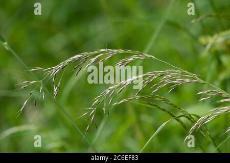 False Hafergras, Chipping, Preston, Lancashire, Großbritannien Stockfoto