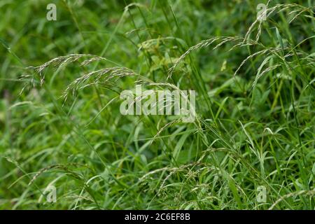 False Hafergras, Chipping, Preston, Lancashire, Großbritannien Stockfoto