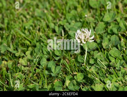 Weiße Kleeblatt Blume, Chipping, Preston, Lancashire, England, Vereinigtes Königreich. Stockfoto