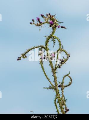 Eine stachelige stachellose Distel, Chipping, Preston, Lancashire, Großbritannien Stockfoto