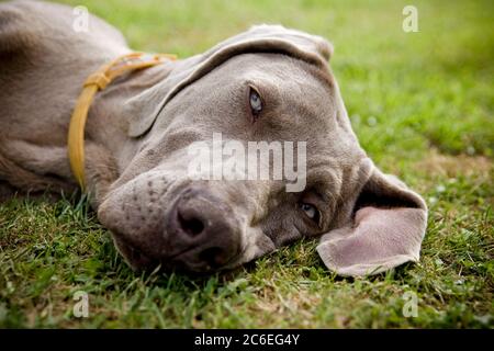 Weimaraner Hund schläft auf einem Feld Stockfoto