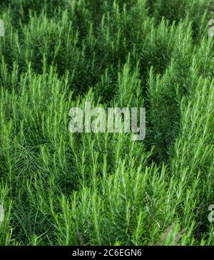 Rosmarin - Rosmarinus officinalis. Rosmarinöl wird für Aromatherapie und Beauty-Präparate, Kochen Zutat verwendet. Duftendes Kraut. Stockfoto