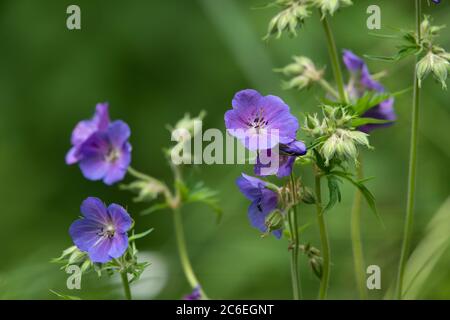 Eine Himalaya-Kranichschnabel Blume, Chipping, Preston, Lancashire, England, Großbritannien Stockfoto