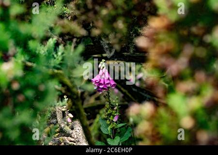 Foxgloves, Chipping, Preston, Lancashire, Großbritannien Stockfoto