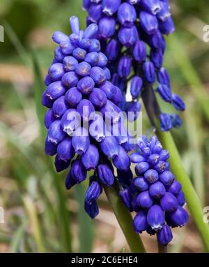 Violette Blüten Nahaufnahme Makroaufnahme, geringe Schärfentiefe Stockfoto