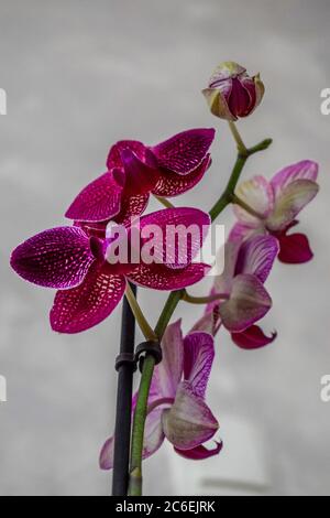 Schöne violette Orchideenblume. Phalaenopsis Nahaufnahme Stockfoto