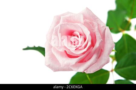 Schöne rosa Rose isoliert auf weißem Hintergrund Stockfoto