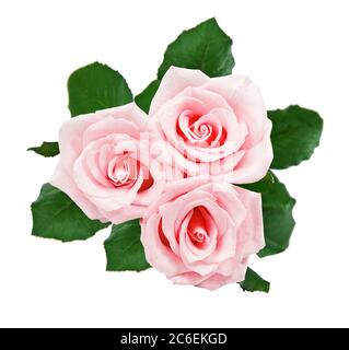 Schöne drei rosa Rose isoliert auf einem weißen Hintergrund Stockfoto