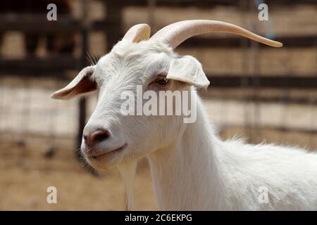 Nahaufnahme. Ziege auf Alpaca Farm in der Nähe von Mizpe Ramon. Israel Stockfoto