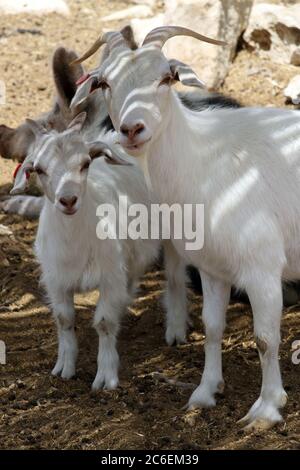 Ziege und sein Kind auf Alpaca Farm in der Nähe von Mizpe Ramon. Israel Stockfoto