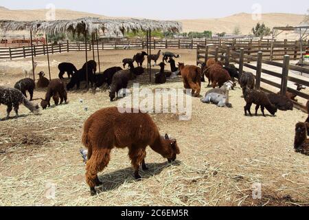 Alpaca's Farm in Mitzpe Ramon, Israel Stockfoto