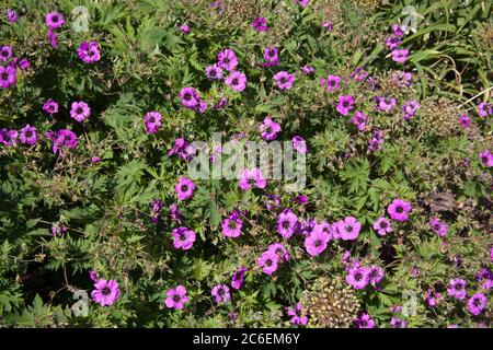 Eine winterharte Geranie mit leuchtend rosa Blüten, eine Art von Kranichschnäbeln Stockfoto