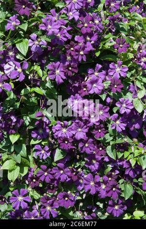Eine italienische Lederblume auch als Purple Clematis oder Venosa violacea Clematis bekannt Stockfoto