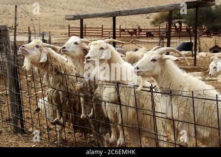 Ziegen auf Alpaca Farm in der Nähe von Mizpe Ramon. Israel Stockfoto