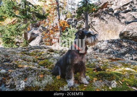 Herbstspaziergang durch den Wald mit einem Haustier. Ein Miniatur-Schnauzer in einem roten Kragen sitzt auf Steinen mit Moos und gefallenen Blättern bedeckt. Stockfoto