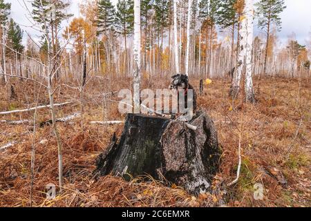 Herbstspaziergang durch den Wald mit einem Haustier. Der Miniatur-Schnauzer sitzt auf einem Stumpf im Herbstwald und wartet auf den Besitzer. Speicherplatz kopieren Stockfoto