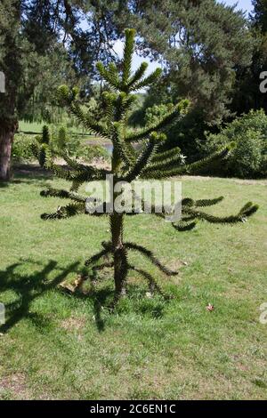 Ein Affe Puzzle Baum in einem Garten, der eine Art von Araucarias auch als Chile Pine bekannt ist Stockfoto