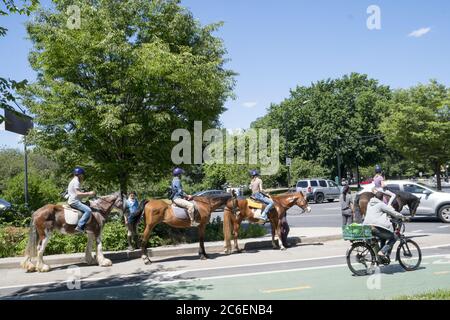 Reiter überqueren den Park Circle zusammen mit anderen Transportmitteln auf dem Weg zurück zum Kensington Stables vom Prospect Park, Brooklyn, NY. Stockfoto