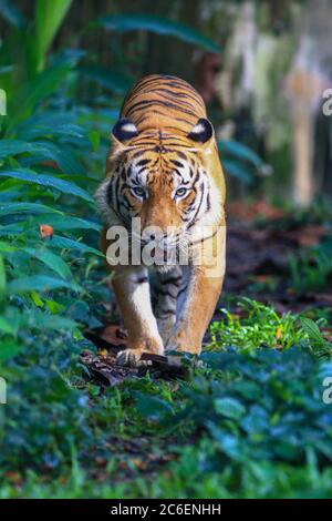 Der malaiische Tiger in dieser Gefangenschaft. Stockfoto