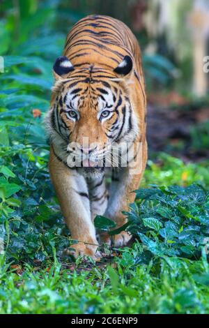 Der malaiische Tiger in dieser Gefangenschaft. Stockfoto