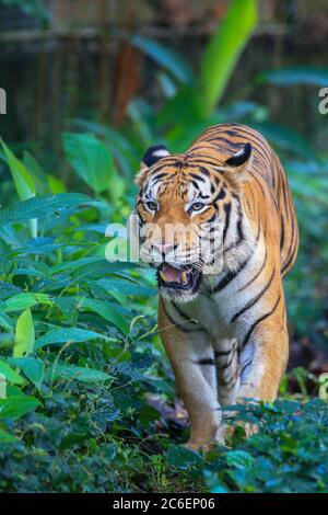 Der malaiische Tiger in dieser Gefangenschaft. Stockfoto