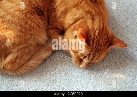 Nahaufnahme Porträt einer roten Ingwer Katze liegend Curling und schlafen auf einem Bett mit grauen Decke bedeckt. Ruhe und Entspannung Konzept. Stockfoto