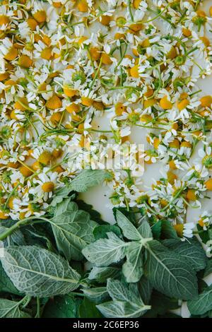 Flache Abbildung von Wiesenkamillenblüten und grünen Minzblättern auf einem weißen Tablett Stockfoto