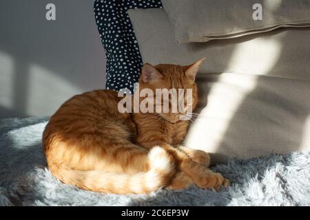 Niedliche rote Katze schlafen auf grauem Sofa und Kissen zu Hause. Weiche flauschige Ingwer kurze Haare geradohrigen Kitty bei Sonnenlicht. Entspannung und Ruhe con Stockfoto