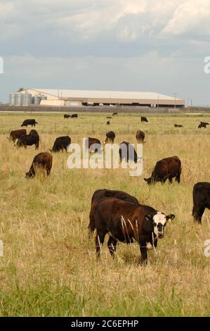 Brooks, Alberta, KANADA 26. Juli 2005: Beef Viehweide auf einem Feld am Trans-Canada Highway im Süden Albertas bei Brooks. ©Bob Daemmrich Stockfoto