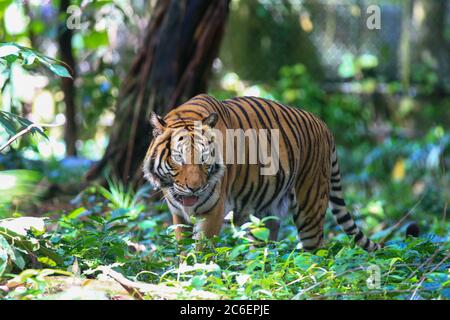 Der malaiische Tiger in dieser Gefangenschaft. Stockfoto