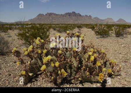 Big Bend National Park, Texas, USA, März 2005: Stachelbirnen-Kakteen in der Chihuahuan-Wüste mit den Chisos Mountains im Hintergrund. ©Bob Daemmrich Stockfoto