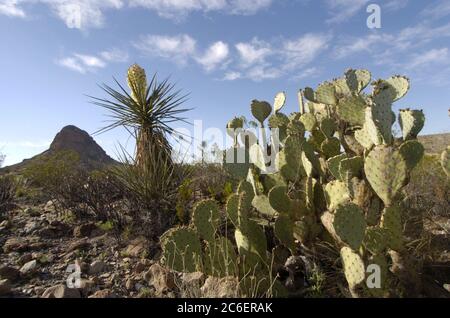 Big Bend National Park, Texas, USA, März 2005: Stachelbirnen-Kakteen, Torrey Yucca und Kreosoten-Büsche in der Chihuahuan-Wüste. ©Bob Daemmrich Stockfoto