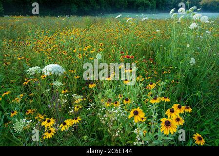 Wildblumenwiese auf der Aue des Rivanna River in Charlottesville, VA. Schwarzäugige Susans (Rudbeckia hirta) sind dominant, gemischt mit Queen Anne's Stockfoto