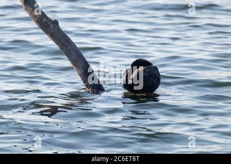 Eurasischer Ruß, gewöhnlicher Rutenvogel, der Federn putzt und auf Baumstamm in spiegelblauer See sitzt, Wasseroberfläche aus der Nähe. Wildtiere Vögel beobachten Stockfoto