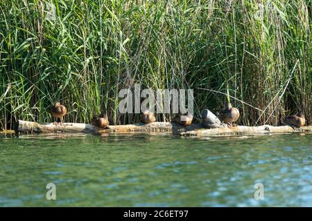 Entenfamilie auf Baumstamm auf See neben Rätsel sitzen. Sonnige Sommer Wildvögel ruhen Reinigung Federn. Aufnahmen von Wildtieren in lebendem Grün europas Stockfoto