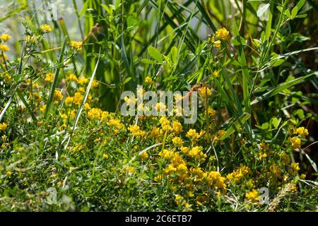 Gelbe kleine blühende Blumen mit Libelle in grün lebhaft Gras Makro Nahaufnahme Natur mit verschwommenem Hintergrund Stockfoto