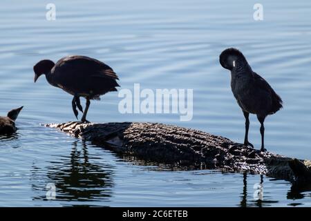 Eurasische Rutenvögel sitzen auf Baumstamm im Wasser mit Reflexion unter heller Sommersonne, junge gemeinsame Rutenvogel Reinigung Federn close-up. Wildlif Stockfoto