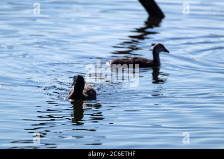 Eurasischer Ruß mit Küken, gemeiner Ruß schwimmend. Wasservögel auf spiegelblauer See Wasseroberfläche. Wildtiere Vögel beobachten Stockfoto